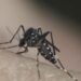 Em epidemia de dengue, Taubaté confirma quinta morte pela doença; vítima é mulher de 56 anos