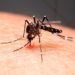Mulher de 21 anos é confirmada como a quarta morte por dengue em Taubaté; região chega a 8 óbitos